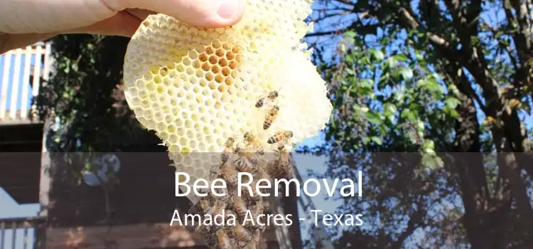 Bee Removal Amada Acres - Texas