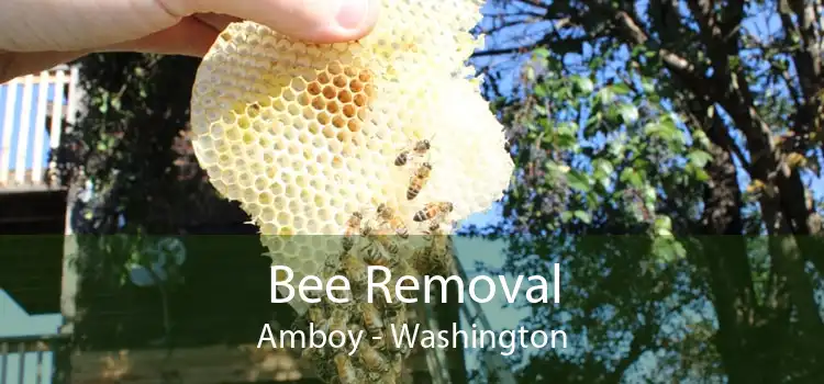 Bee Removal Amboy - Washington