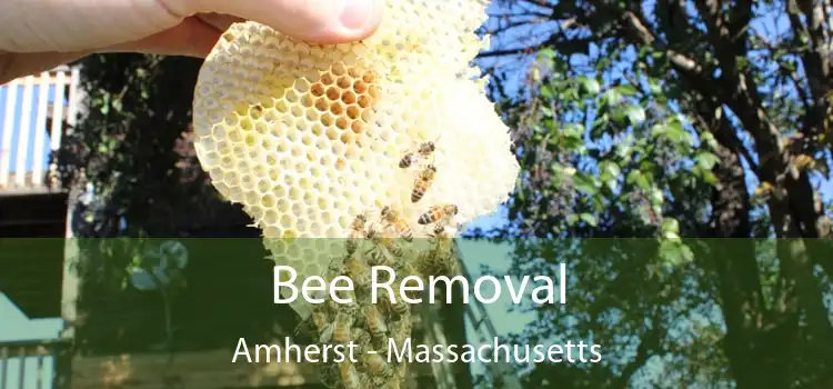 Bee Removal Amherst - Massachusetts