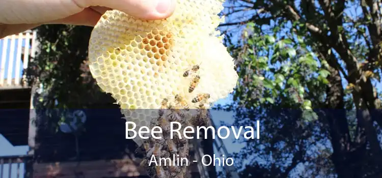 Bee Removal Amlin - Ohio