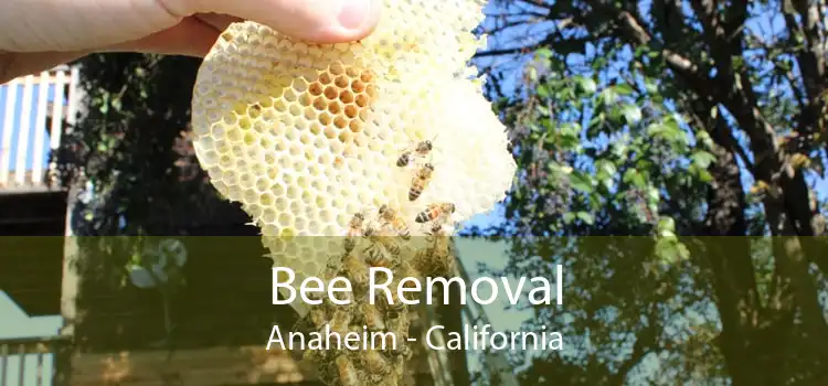 Bee Removal Anaheim - California