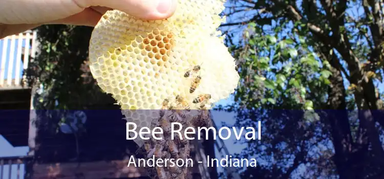 Bee Removal Anderson - Indiana