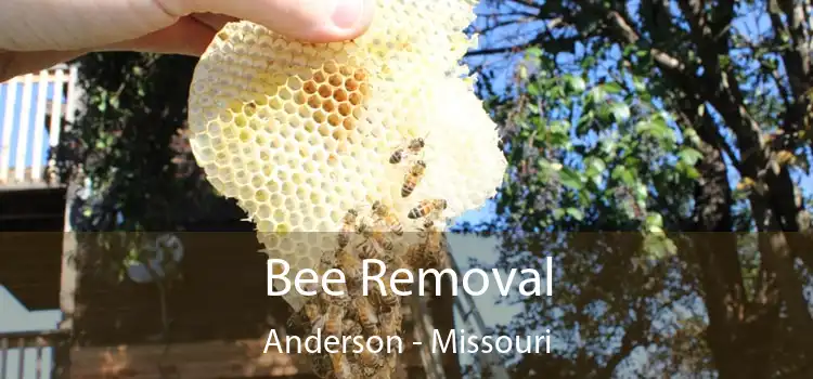 Bee Removal Anderson - Missouri