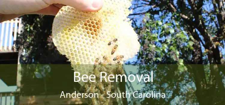 Bee Removal Anderson - South Carolina