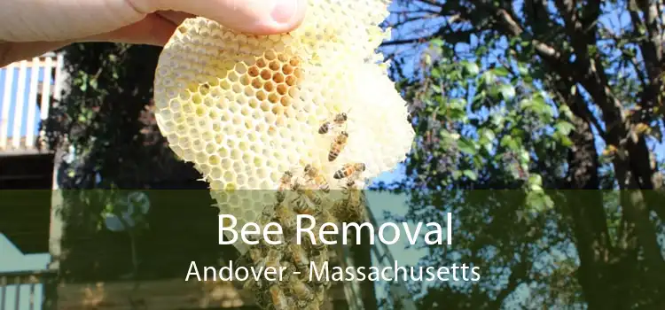 Bee Removal Andover - Massachusetts