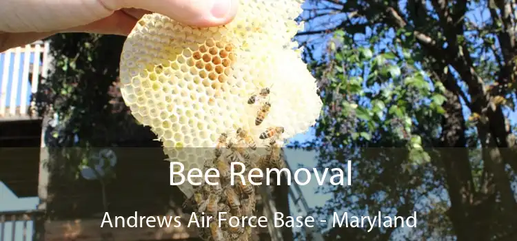 Bee Removal Andrews Air Force Base - Maryland