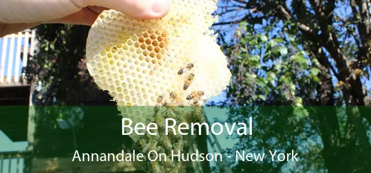 Bee Removal Annandale On Hudson - New York