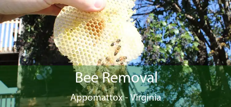 Bee Removal Appomattox - Virginia