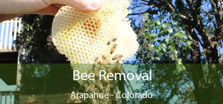 Bee Removal Arapahoe - Colorado