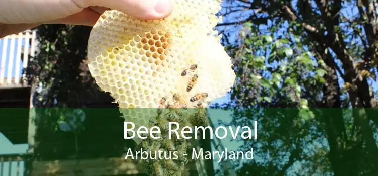 Bee Removal Arbutus - Maryland