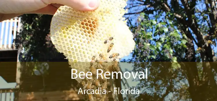 Bee Removal Arcadia - Florida