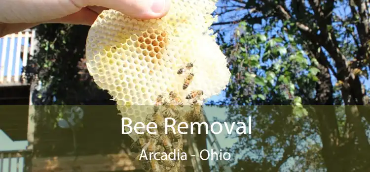 Bee Removal Arcadia - Ohio