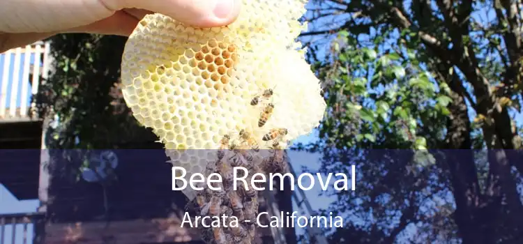 Bee Removal Arcata - California