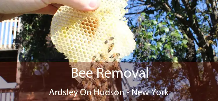 Bee Removal Ardsley On Hudson - New York