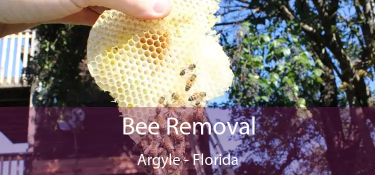 Bee Removal Argyle - Florida