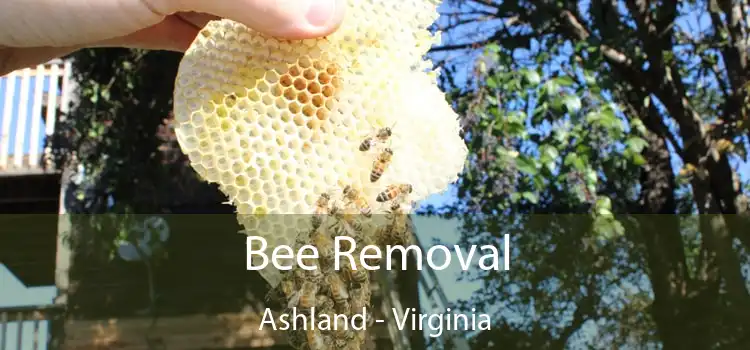 Bee Removal Ashland - Virginia