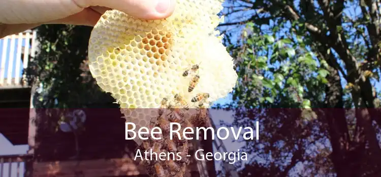 Bee Removal Athens - Georgia