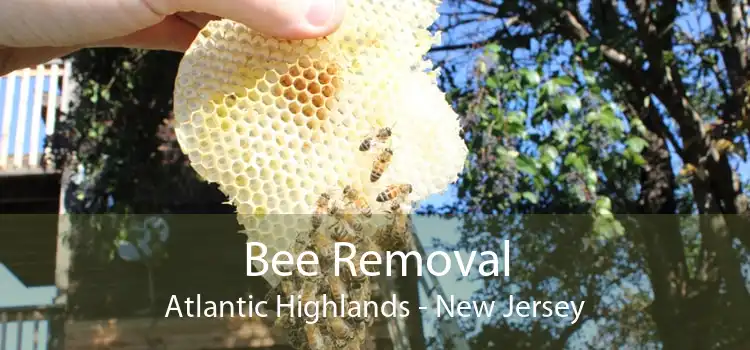 Bee Removal Atlantic Highlands - New Jersey