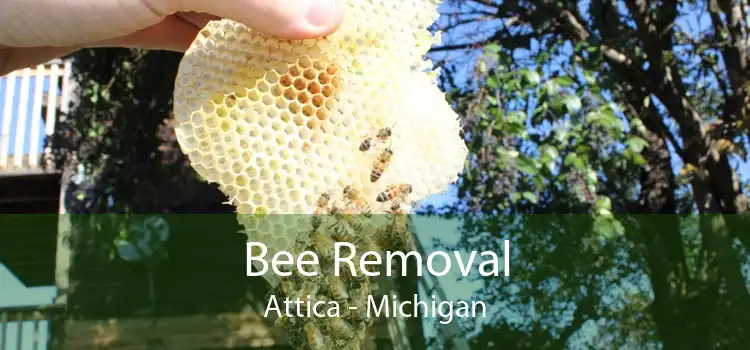 Bee Removal Attica - Michigan