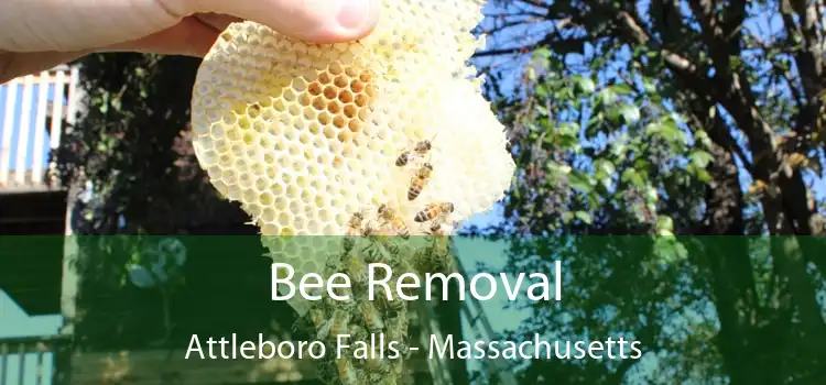 Bee Removal Attleboro Falls - Massachusetts