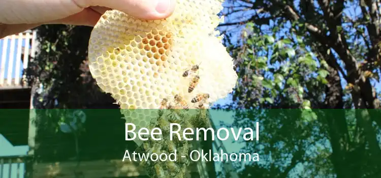 Bee Removal Atwood - Oklahoma