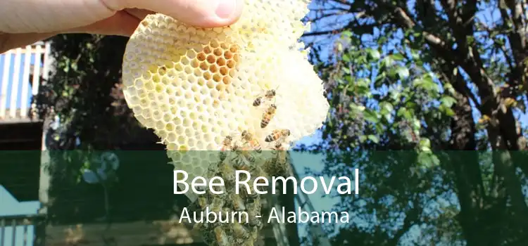 Bee Removal Auburn - Alabama