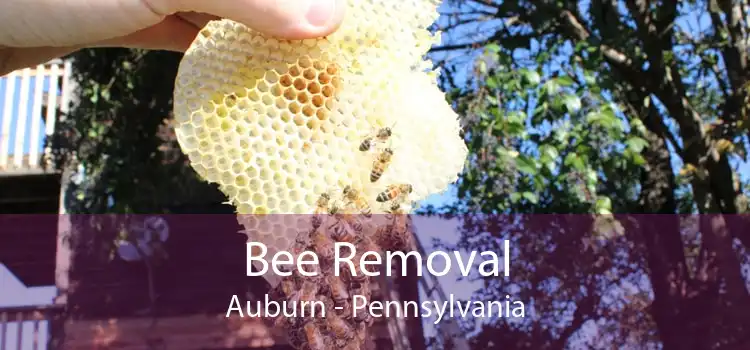 Bee Removal Auburn - Pennsylvania
