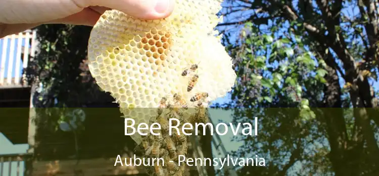 Bee Removal Auburn - Pennsylvania