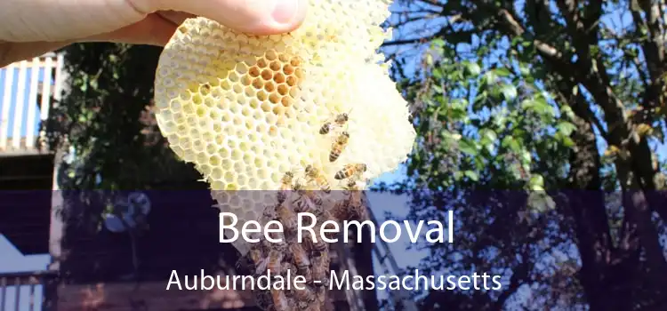 Bee Removal Auburndale - Massachusetts