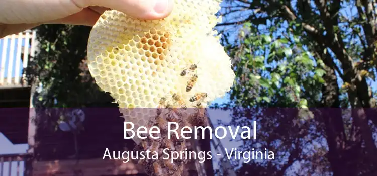 Bee Removal Augusta Springs - Virginia