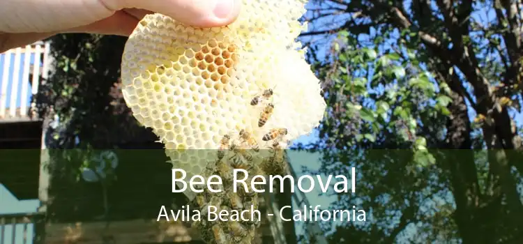 Bee Removal Avila Beach - California
