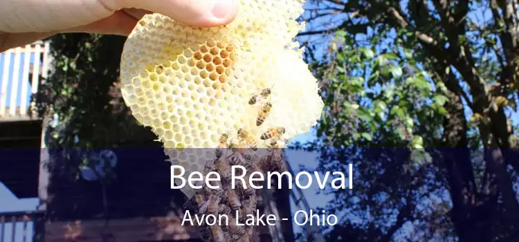 Bee Removal Avon Lake - Ohio