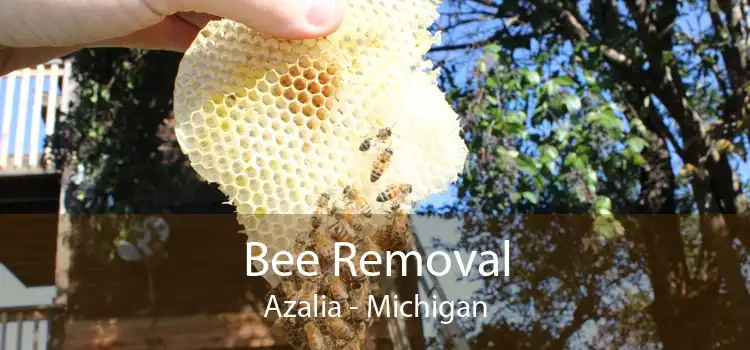 Bee Removal Azalia - Michigan
