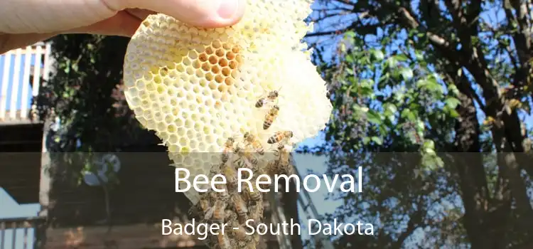 Bee Removal Badger - South Dakota