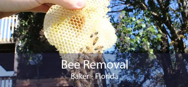 Bee Removal Baker - Florida