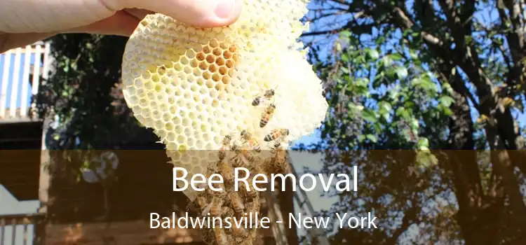 Bee Removal Baldwinsville - New York