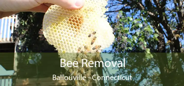 Bee Removal Ballouville - Connecticut