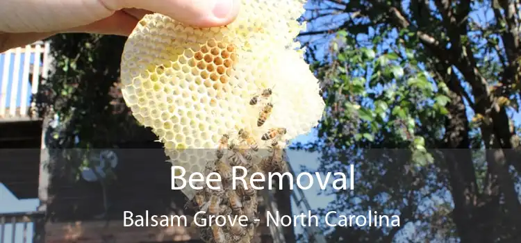 Bee Removal Balsam Grove - North Carolina