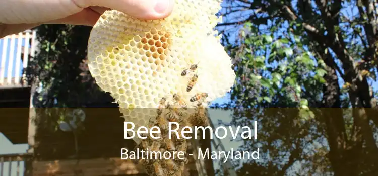 Bee Removal Baltimore - Maryland