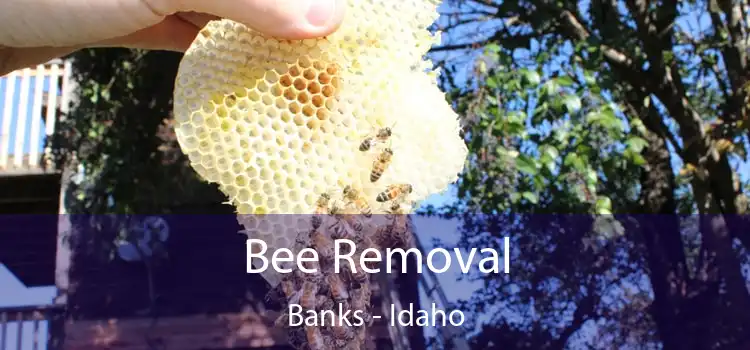 Bee Removal Banks - Idaho