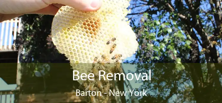 Bee Removal Barton - New York