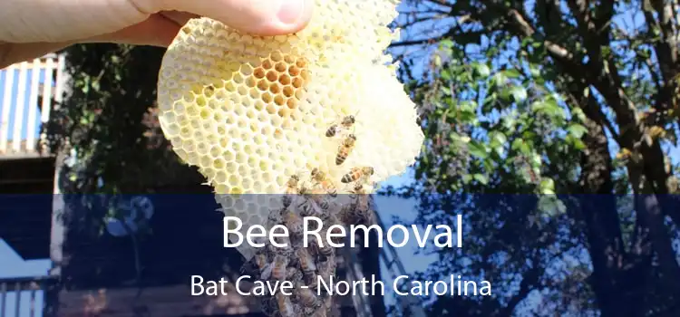 Bee Removal Bat Cave - North Carolina