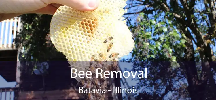 Bee Removal Batavia - Illinois