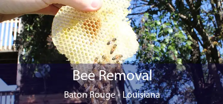 Bee Removal Baton Rouge - Louisiana