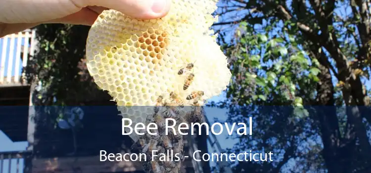 Bee Removal Beacon Falls - Connecticut