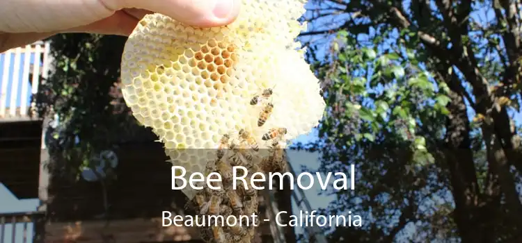 Bee Removal Beaumont - California