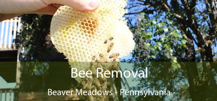 Bee Removal Beaver Meadows - Pennsylvania
