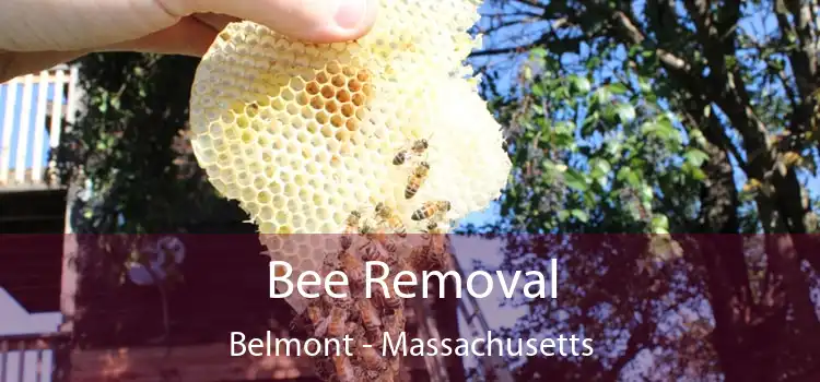 Bee Removal Belmont - Massachusetts