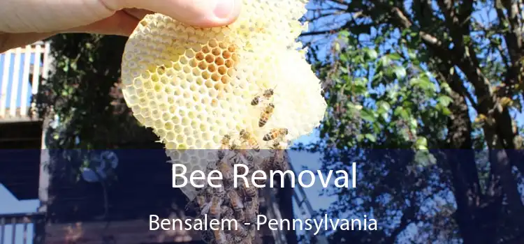 Bee Removal Bensalem - Pennsylvania