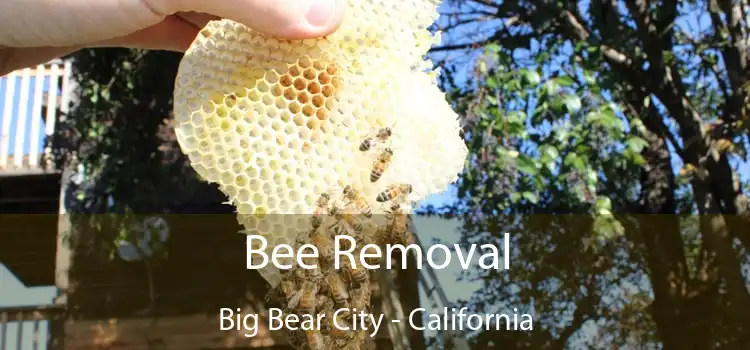 Bee Removal Big Bear City - California